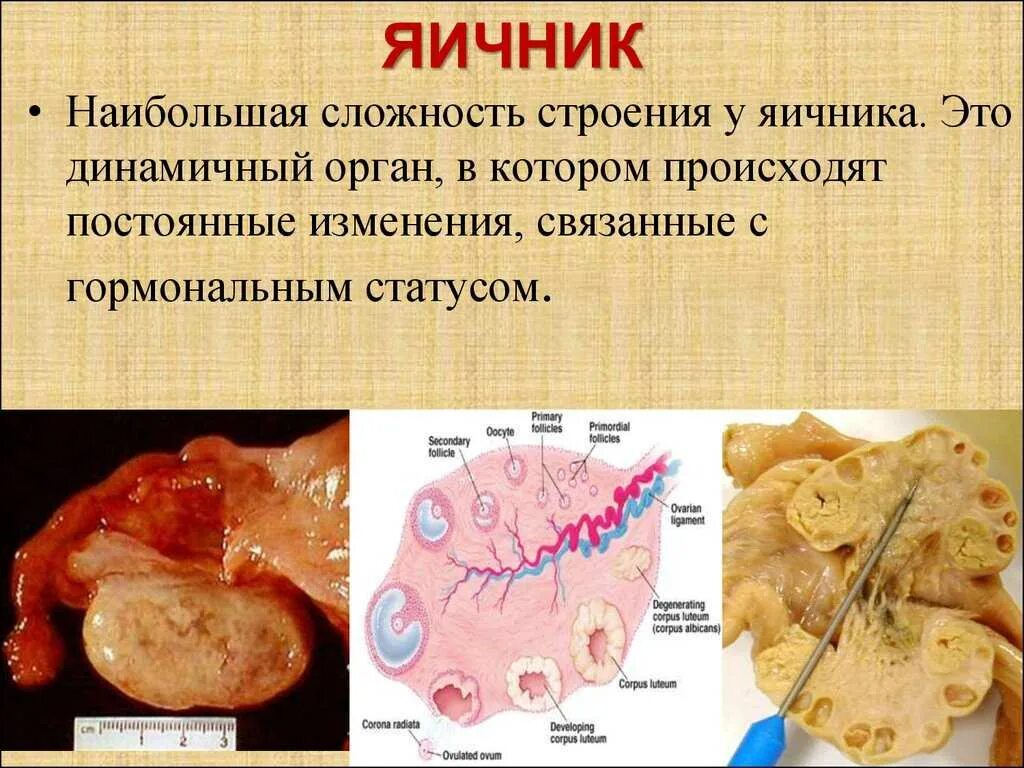 Яичники простыми словами
