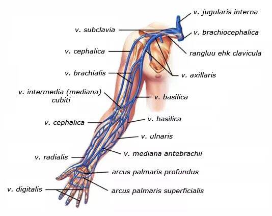 Алтах вена. Латеральная подкожная Вена руки впадает. Медиальная подкожная Вена руки впадает. Вена цефалика и Вена базилика.
