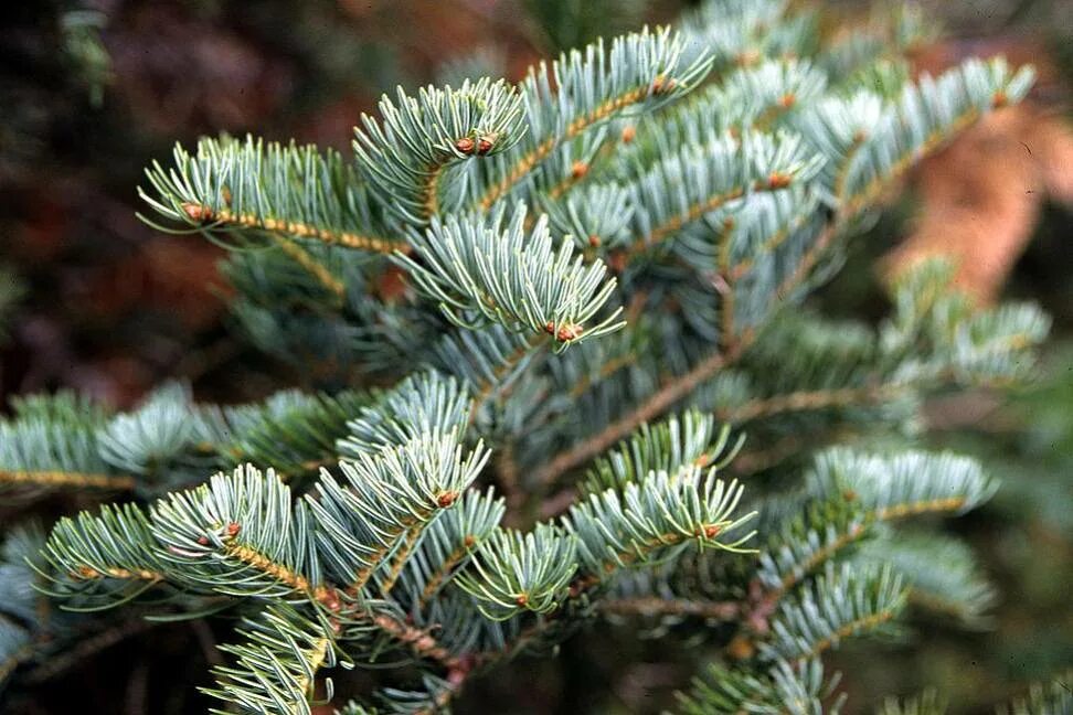 Растение пихта. Пихта белая abies alba. пихта белая европейская (гребенчатая) - abies alba. пихта белокорая abies nephrolepis.