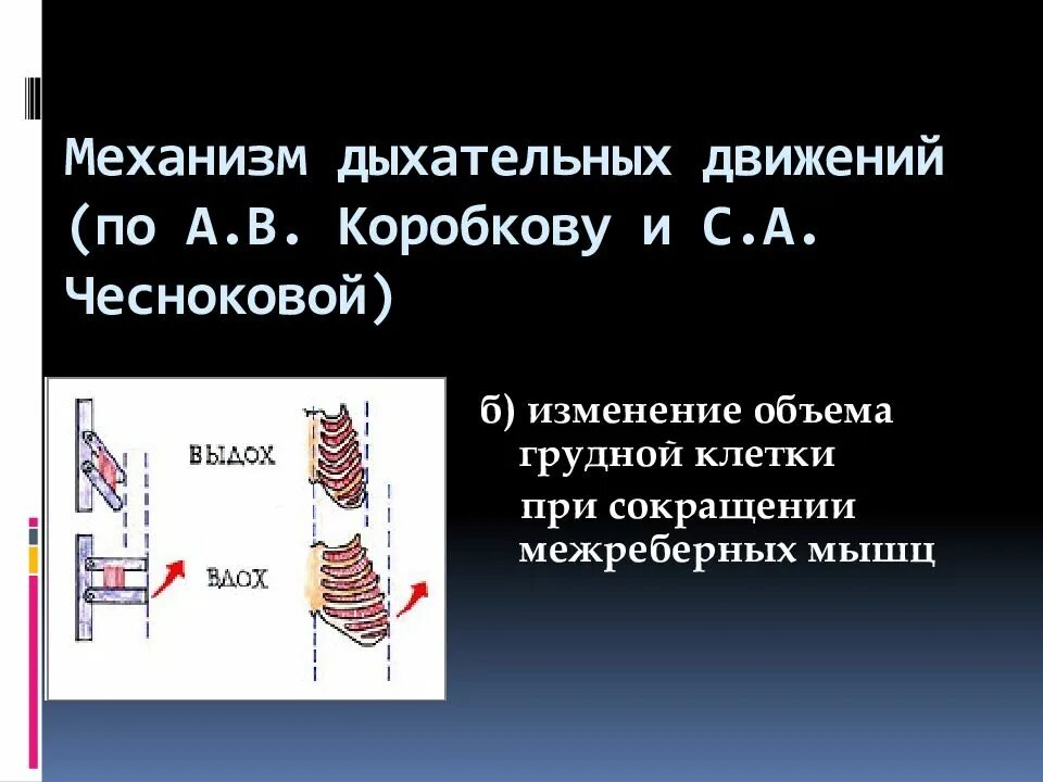 Центр произвольных дыхательных движений. Механизм дыхательных движений. Механизм дыхательных движений грудной клетки.. Механизм дыхательных движений таблица. Дыхательные движения механизм дыхания.