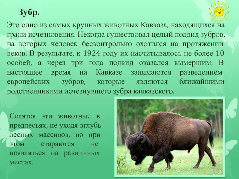 Зубр проект 2 класс Животное зубр проект