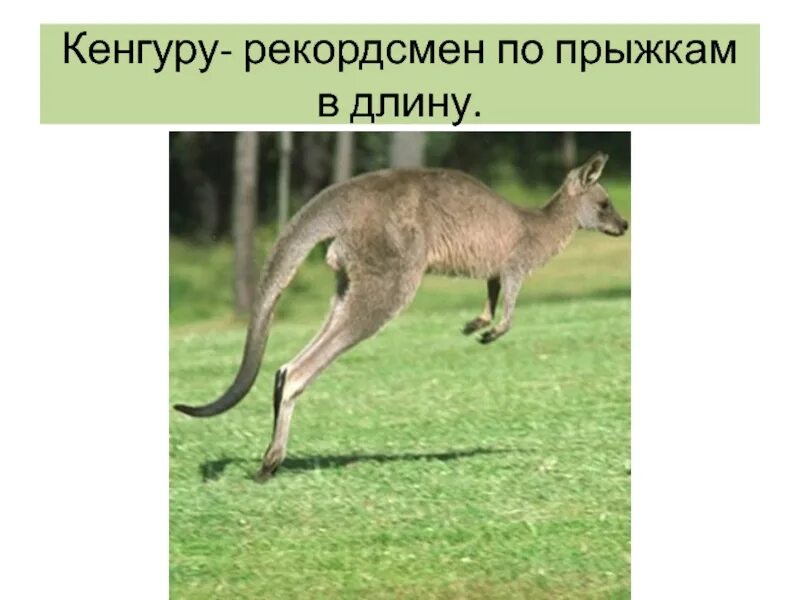 Кенгуру прыгает в длину. Кенгуру рекордсмен по прыжкам. длина прыжка кенгуру. кенгуру способ передвижения.
