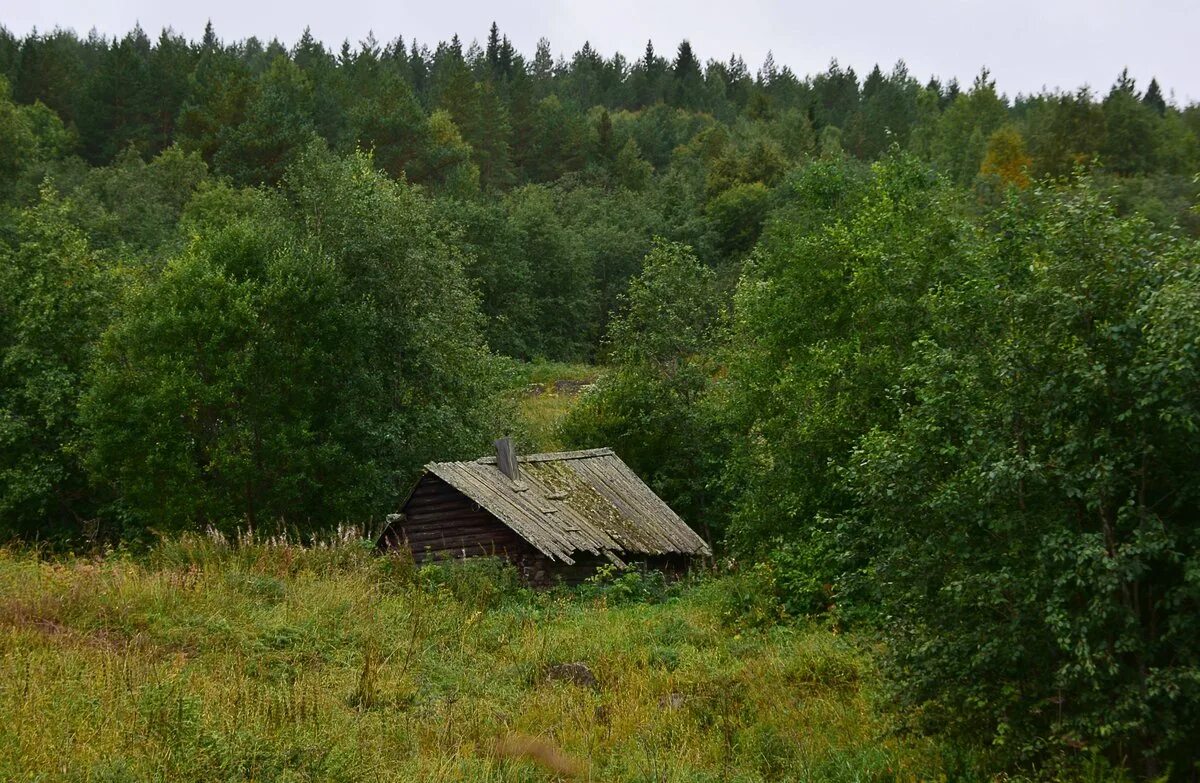 Кругом была глушь. Лесная глухомань. Деревня глухомань. Лес Коми глушь. Деревня в глуши.