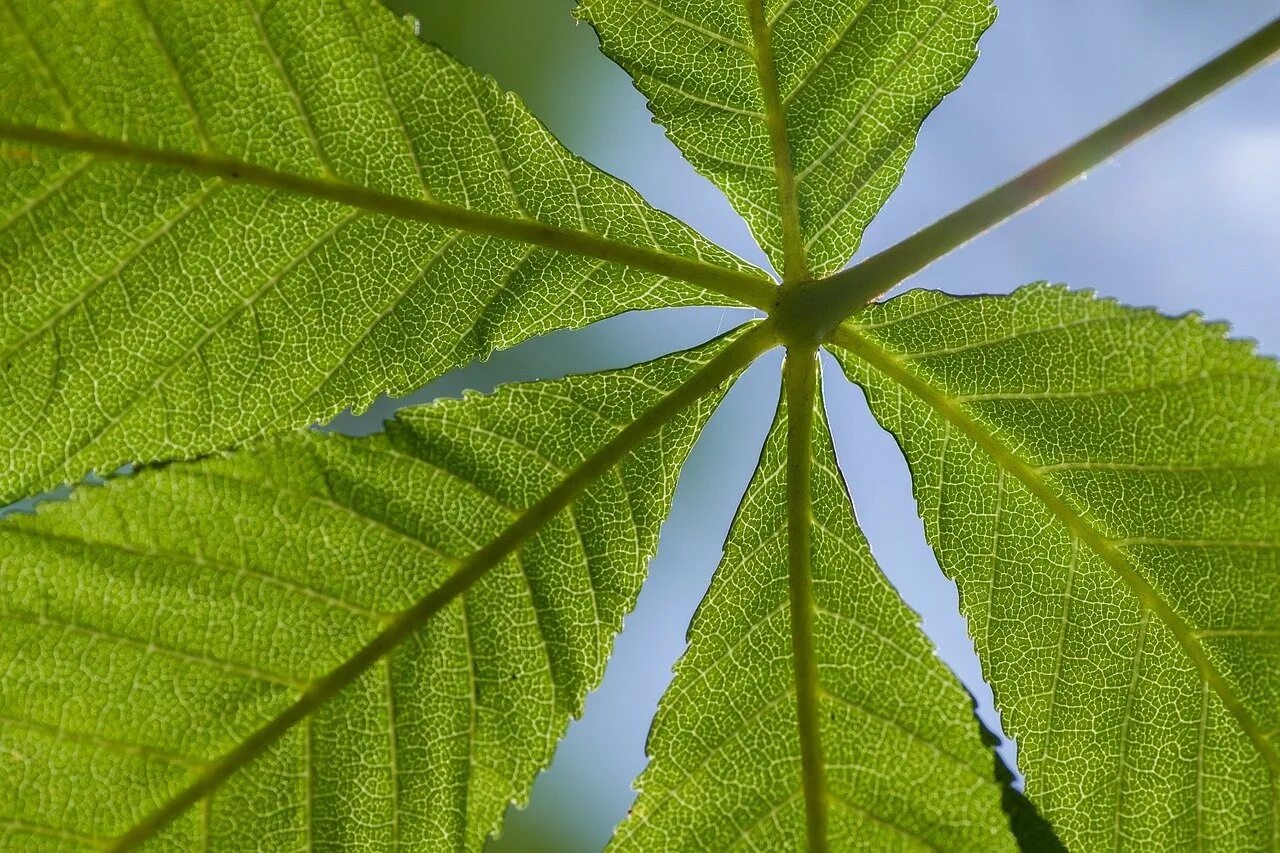 конский каштан восьмитычинковый. конский каштан обыкновенный листья. верхушка листа конского каштана. конский каштан обыкновенный листья. лист каштана.