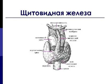 В состав щитовидной железы входит элемент