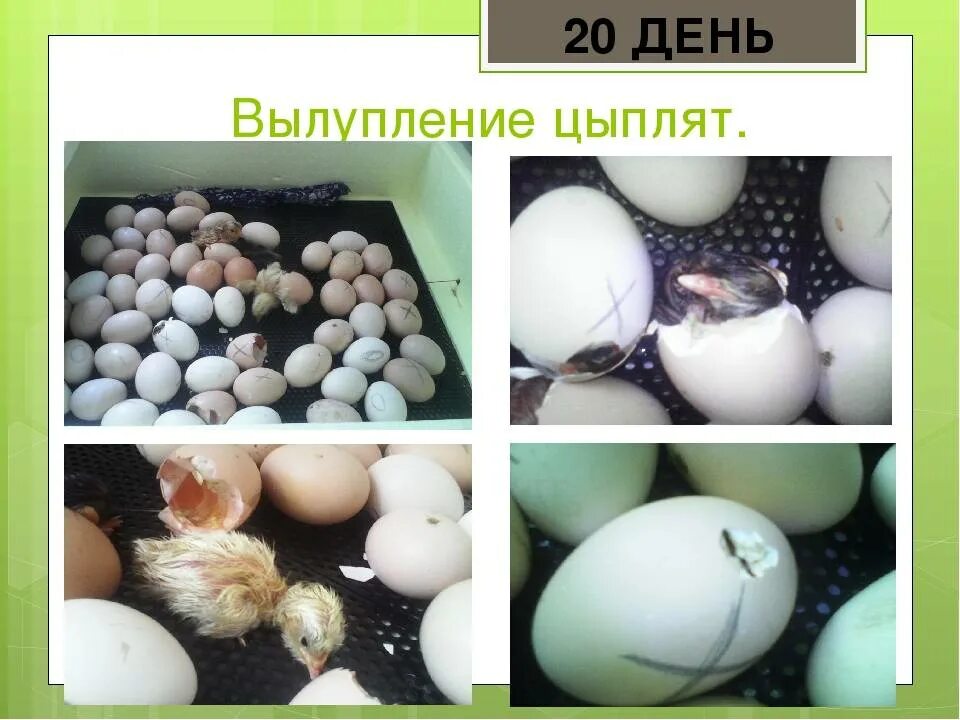 Сколько времени вылупляются яйца