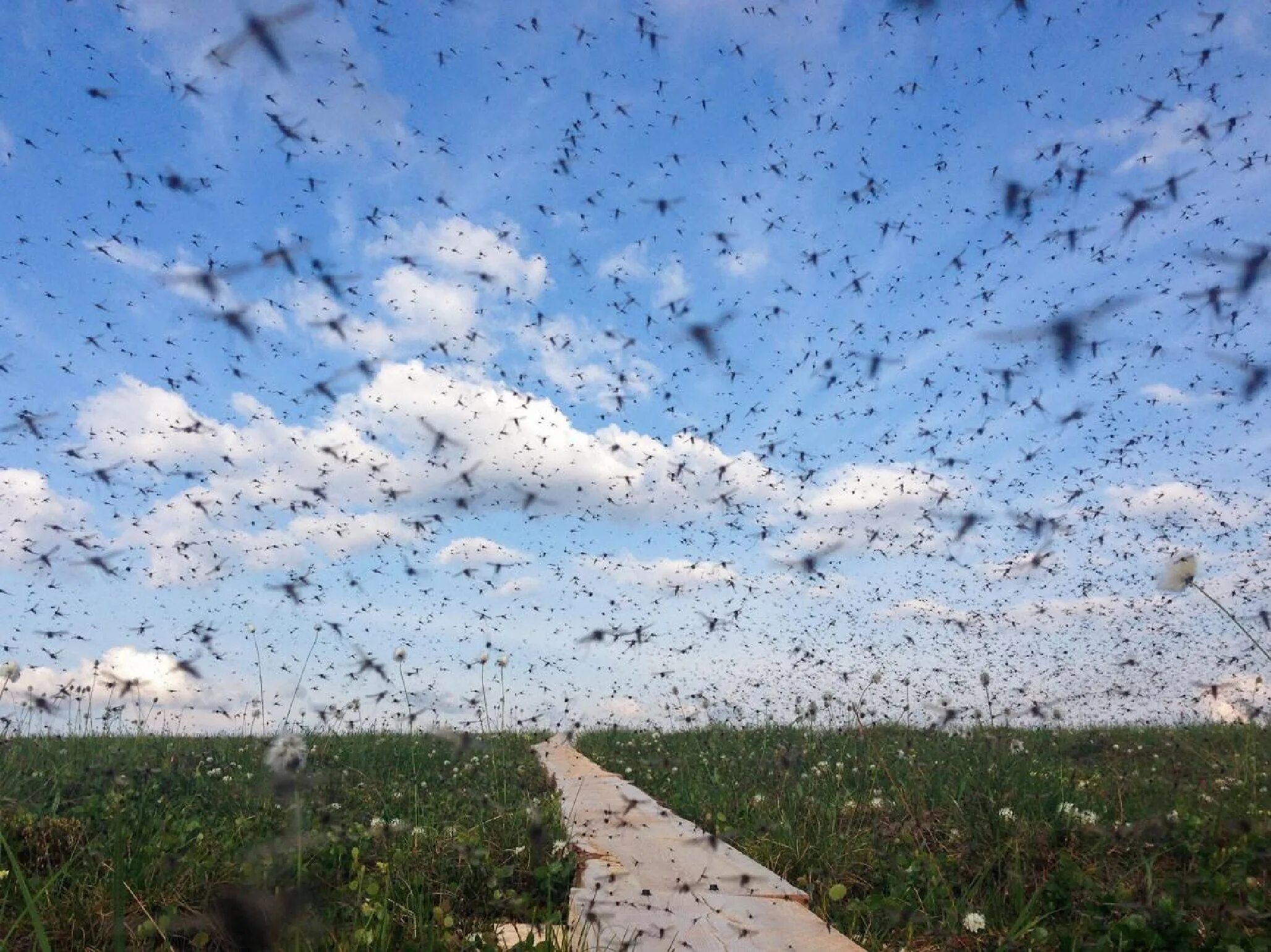 Дождь из птиц. Нашествие мошек. Нашествие комаров 2022.
