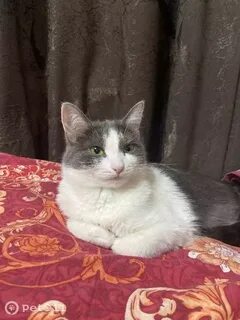 Кошки чебоксары