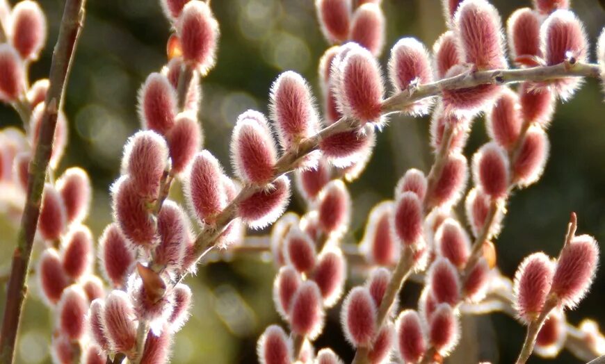 Ива тонкостолбиковая Salix gracilistyla. Ива Salix gracilistyla 'Mount ASO'®. Ива тонкостолбиковая Mount ASO. Ива тонкостолбиковая Маунт АСО (Salix gracilistyla MT ASO). Ива тонкостолбиковая маунт