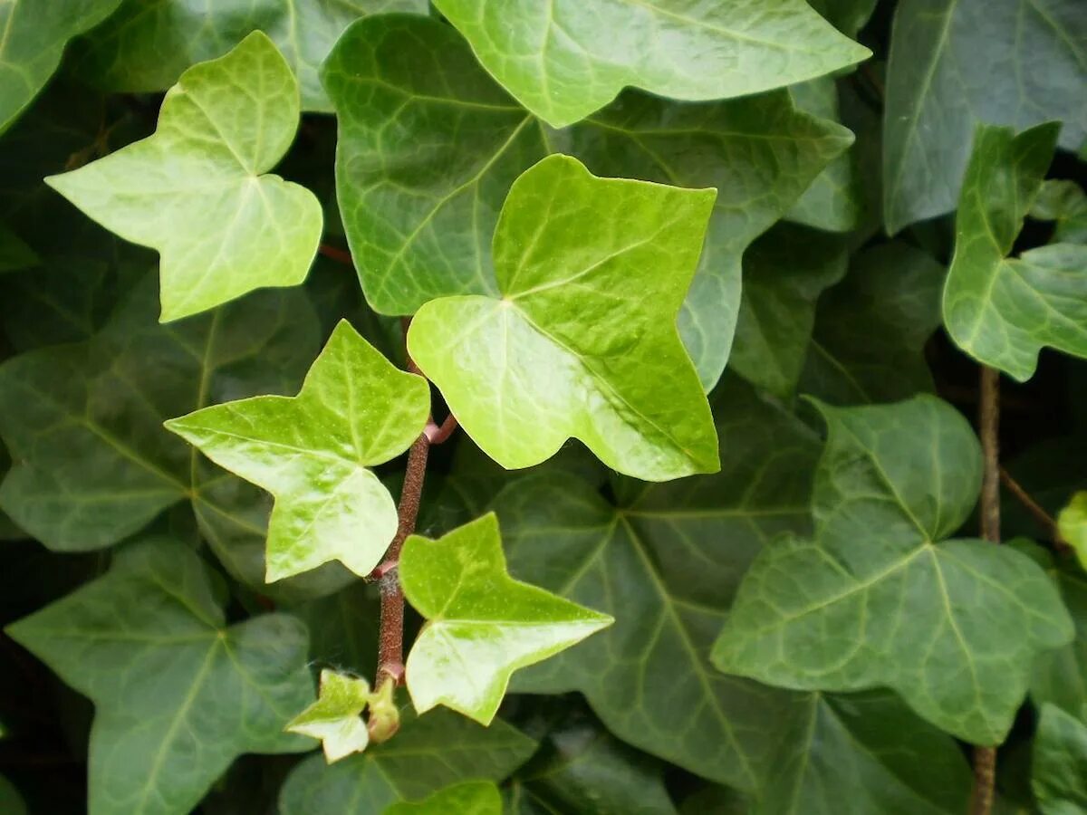 Плющ обыкновенный (Hedera). Плющ вечнозеленый (Hedera).. Плющ Хедера Хеликс. Колхидский плющ цветёт.