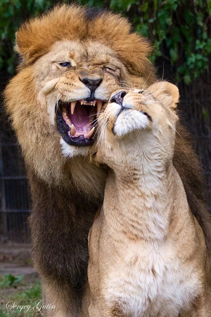 Страстное животное. Лев и львица. Лев кусается. Пара животных. Любовь с животными.