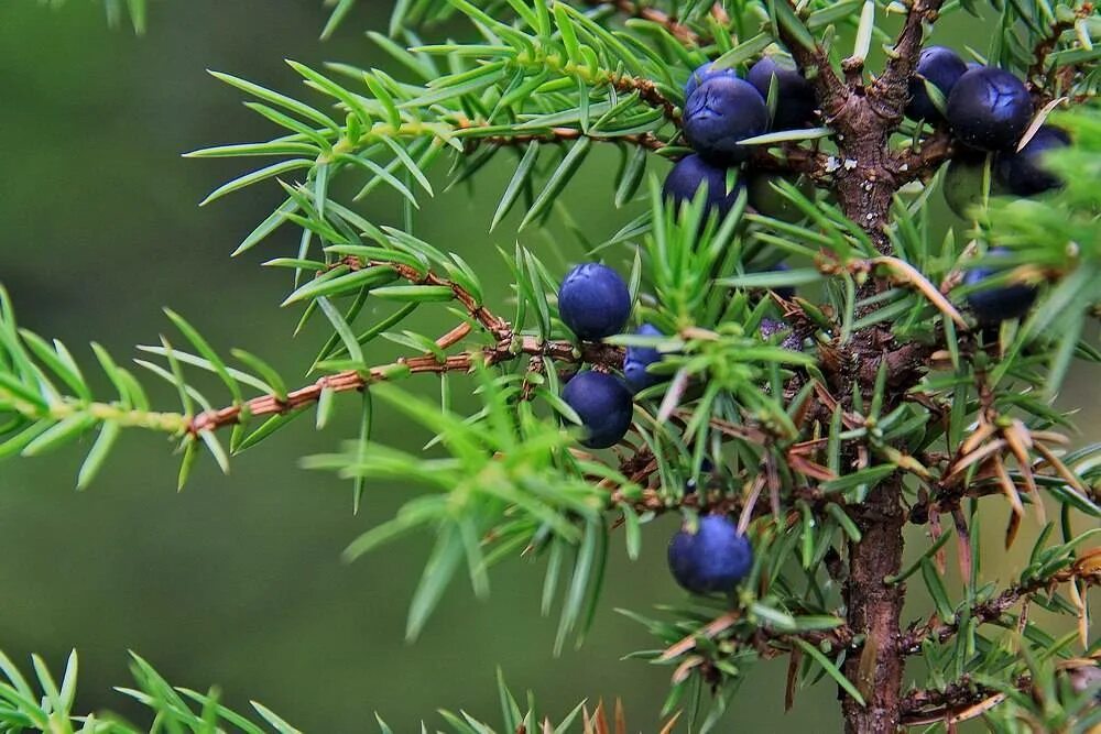 Можжевеловый куст заболотский. Можжевельник Саржента. Можжевельник Саржента (Juníperus sargentii). Заболоцкий можжевельник куст. Можжевельник Заболоцкий.