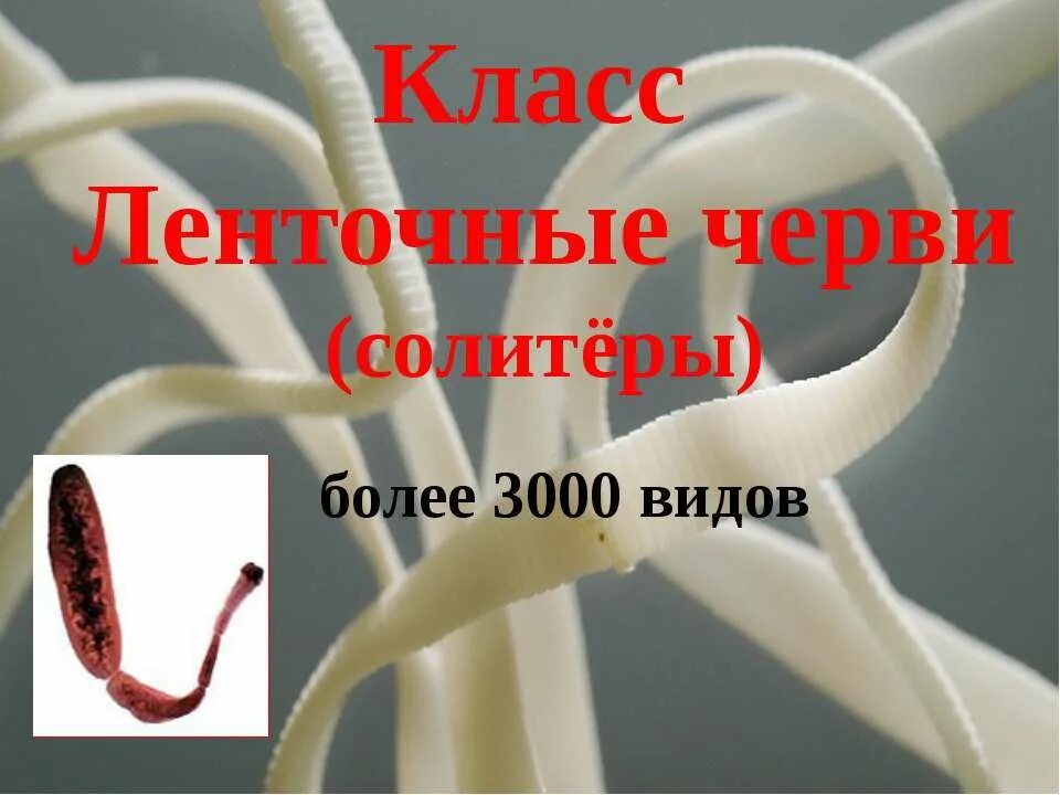 Ленточный червь жизненный