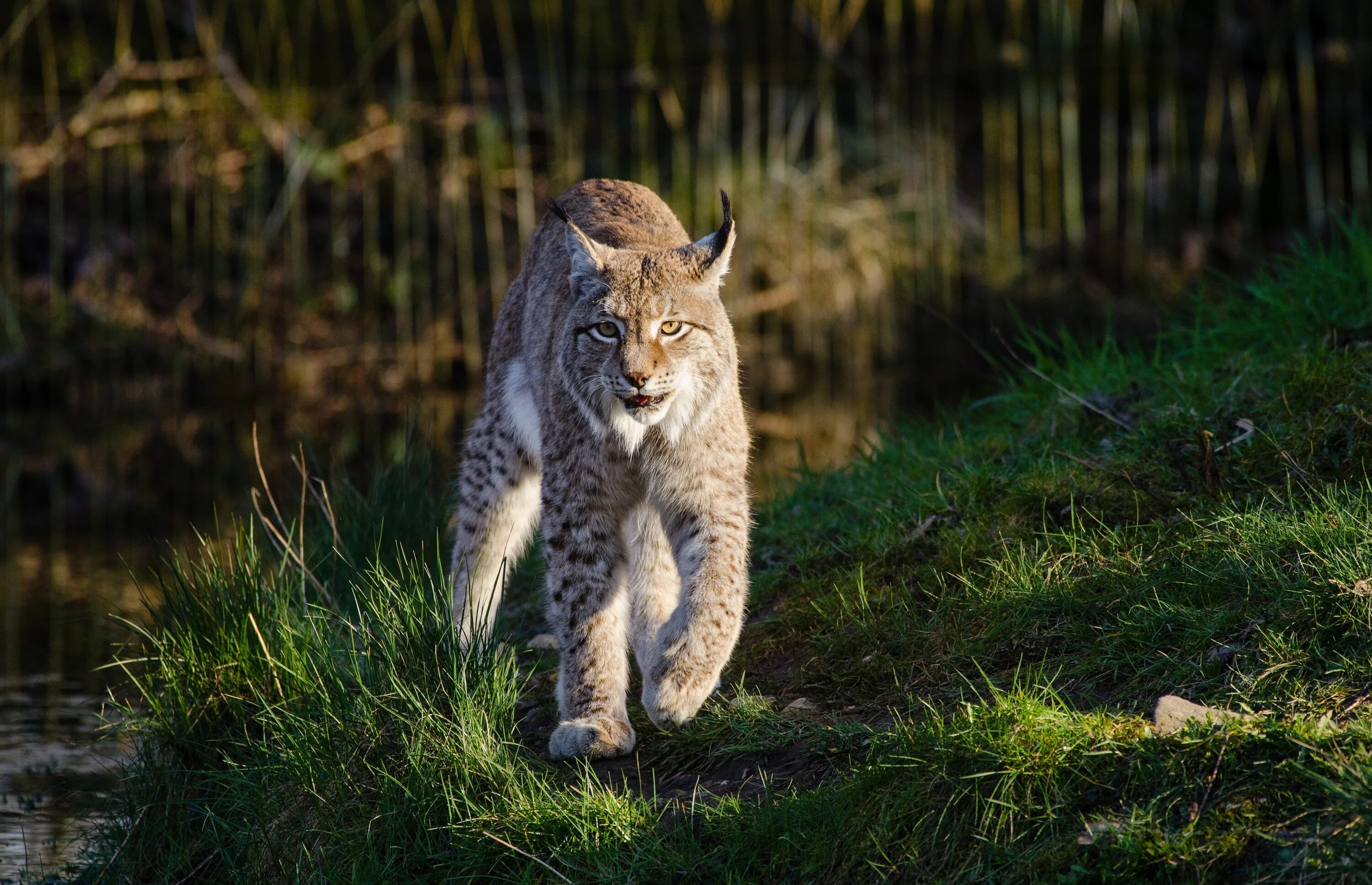 Рысь (Lynx Lynx) в дикой природе. Беловежская пуща Рысь. Млекопитающие Хищные Рысь. Европейская Рысь. Фон рыси