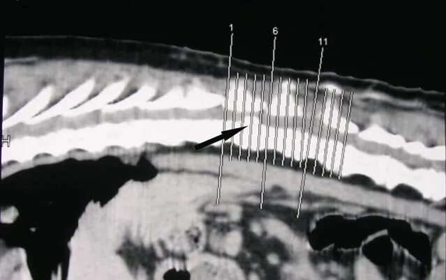 Экструзия дисков у собак. Экструзия дисков у собак. Экструзия дисков у собак. Экструзия дисков у собак. Дископатия шейного отдела.