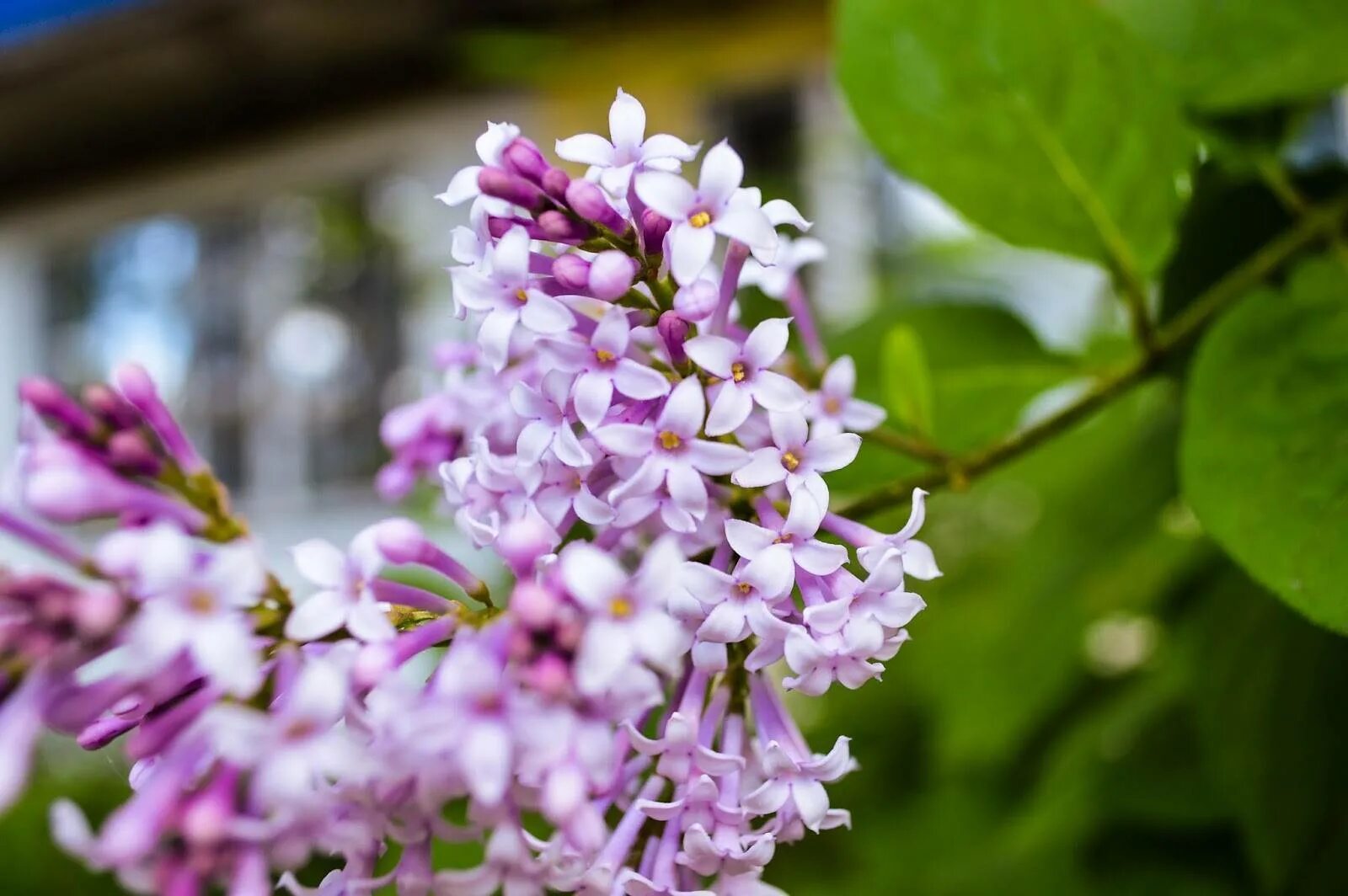 Сирень Персидская. Сирень Персидская (Syringa persica). Сирень Персидская — Syringa persica l.. Сирень Персидская Нибра.