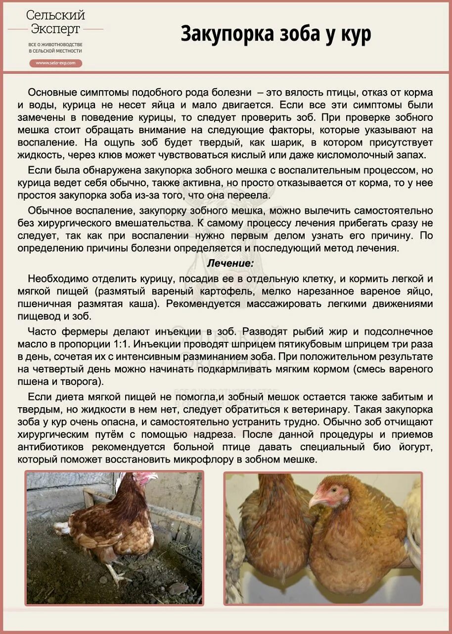 Почему курица вялая. Почему курица вялая