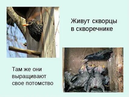 Скворец вить вить вить