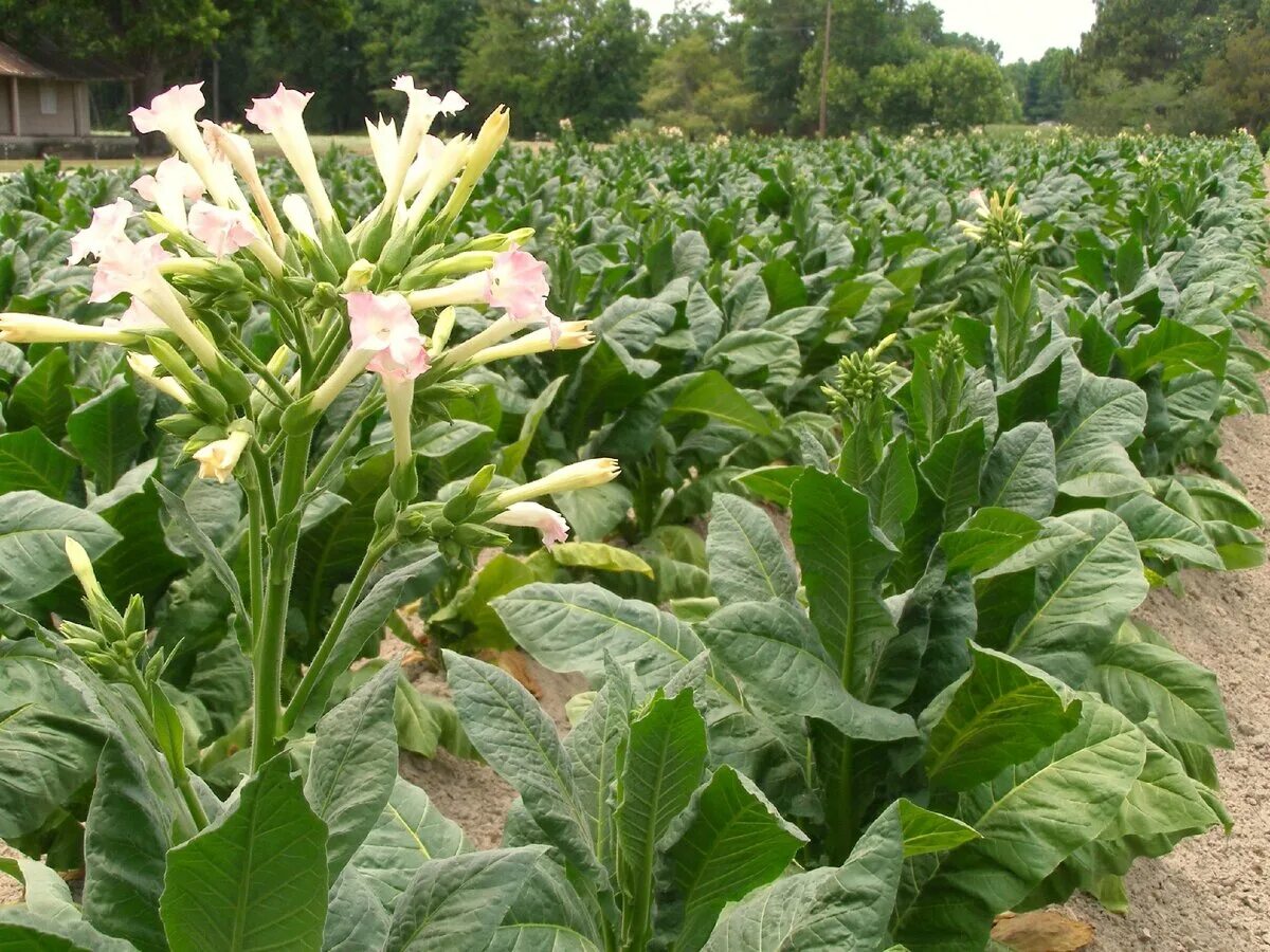 Растение табак курительный. Растение Nicotiana tabacum. Табак махорка (Nicotiana Rustica l.). Обыкновенная махорка.