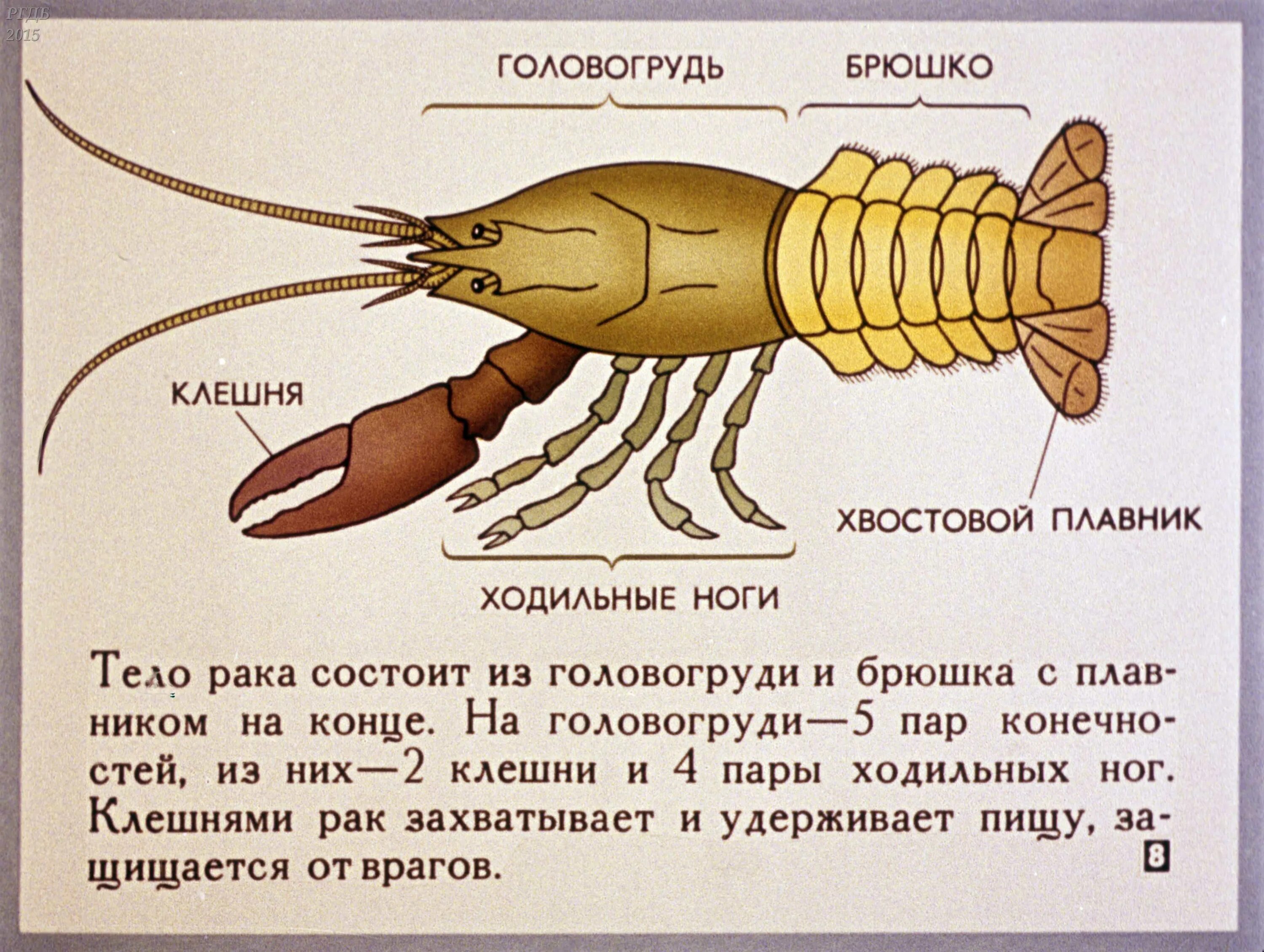 Строение членистоногих ракообразные. Класс ракообразные. Класс ракообразные строение. Тип членистоногих класс ракообразные.