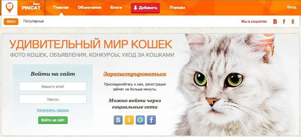 мир кошек okbezmorok store