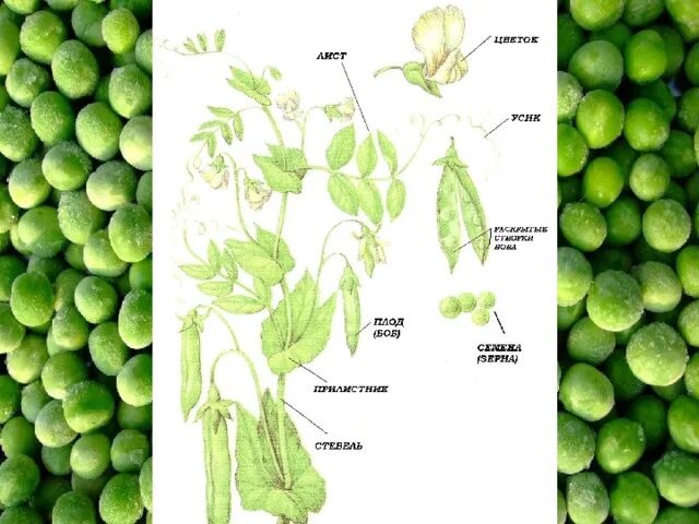 Строение гороха. Название частей гороха. Горох посевной части. Части растения горох.