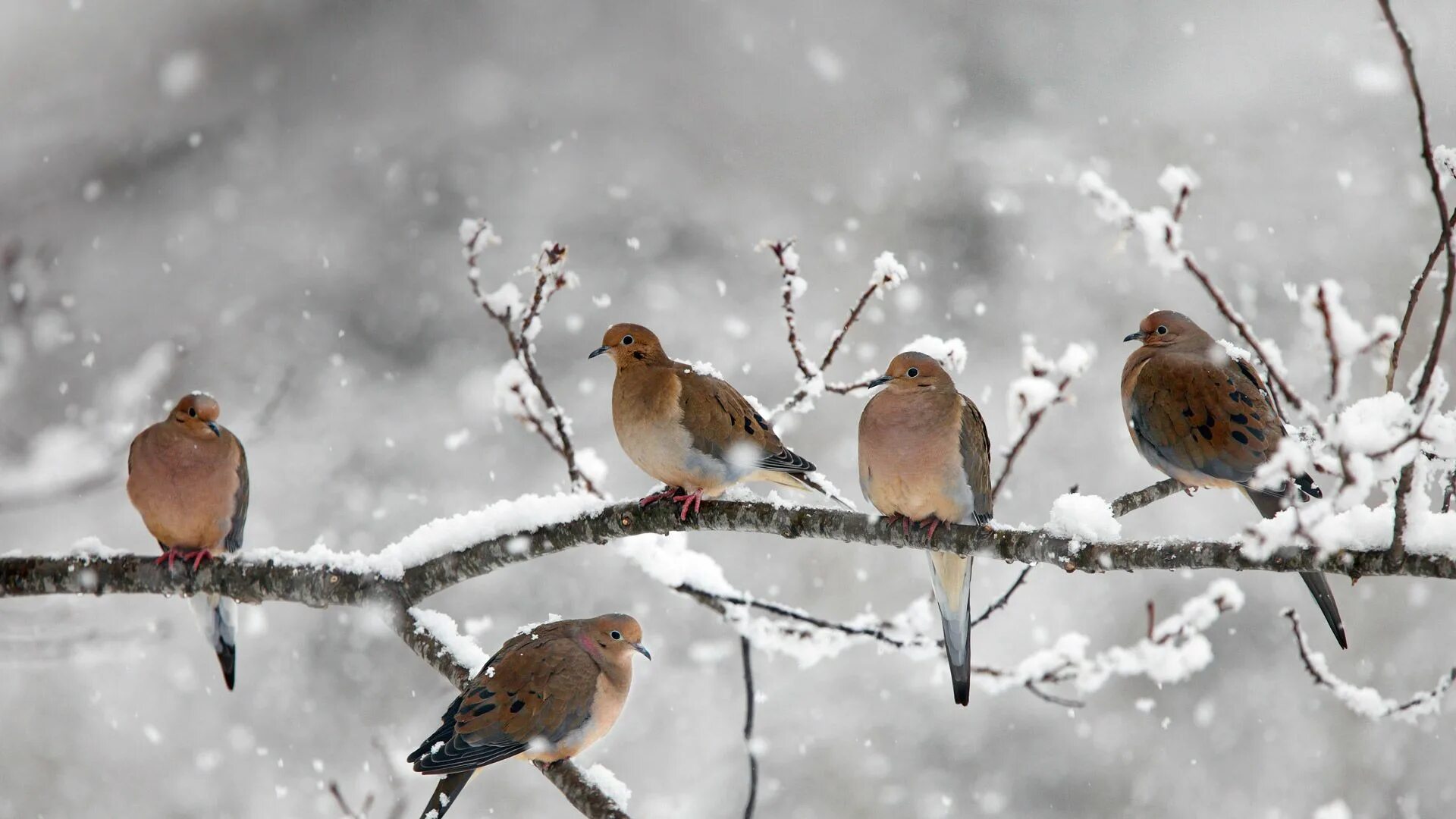 Птицы падают с деревьев. Зимние птицы. Птицы на снегу. Птицы на заснеженных ветках. Птичка на заснеженной ветке.