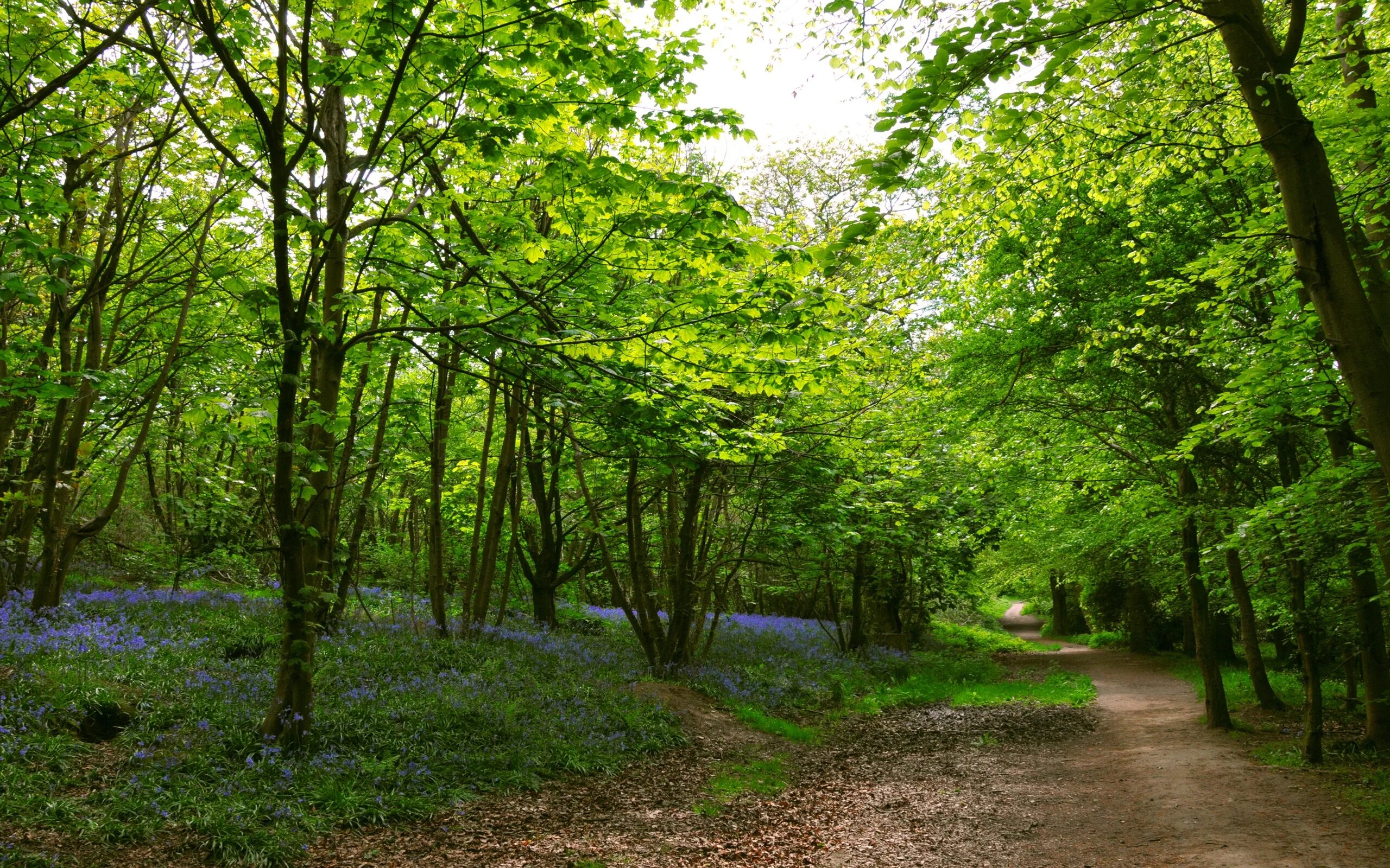 широколиственный лес тропа. лес после дождя. тропинка в лесу. шум леса. звуки в лесу.