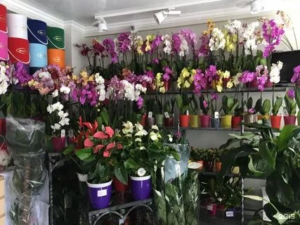 Цветкофф
