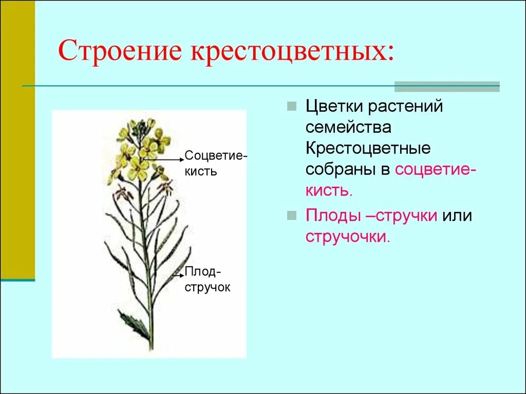 Семейство крестоцветные соцветие. Соцветие крестоцветных растений. Плод стручок семейство крестоцветные строение. Семейство крестоцветные соцветие кисть. Для цветка семейства крестоцветных характерно