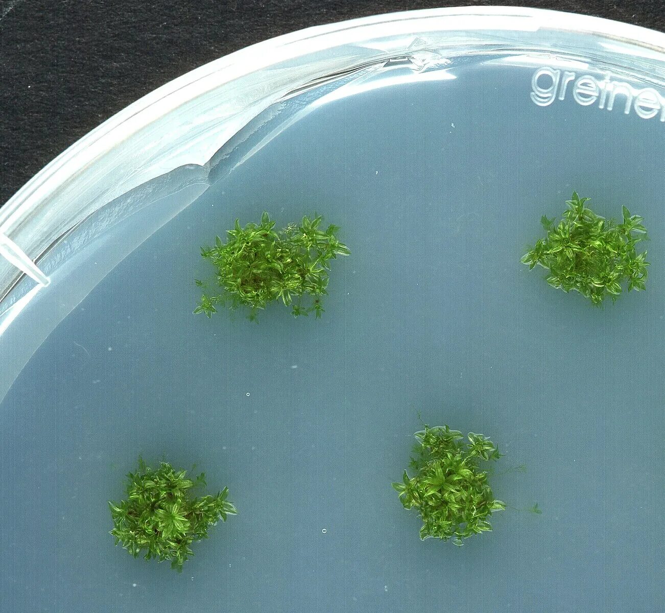 Чашка Петри с водорослями. Physcomitrella Patens мох. Каллус в чашке Петри. Агар агар в чашке Петри.