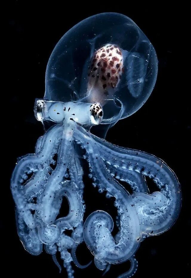 Стеклянный осьминог Vitreledonella Richardi. Головоногие моллюски. Спрут головоногий моллюск. Головоногие Осьминоги. У медузы есть мозги