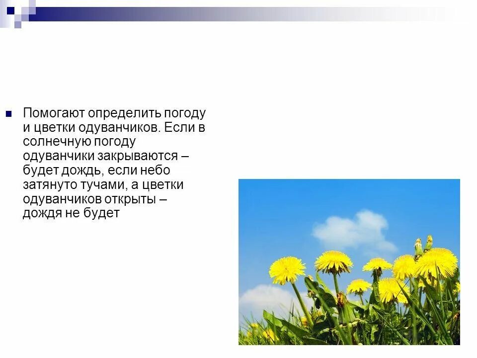 Приметы про одуванчик. Одуванчик барометр. Одуванчик описание. Презентация на тему природы про одуванчики. Сколько видов одуванчиков