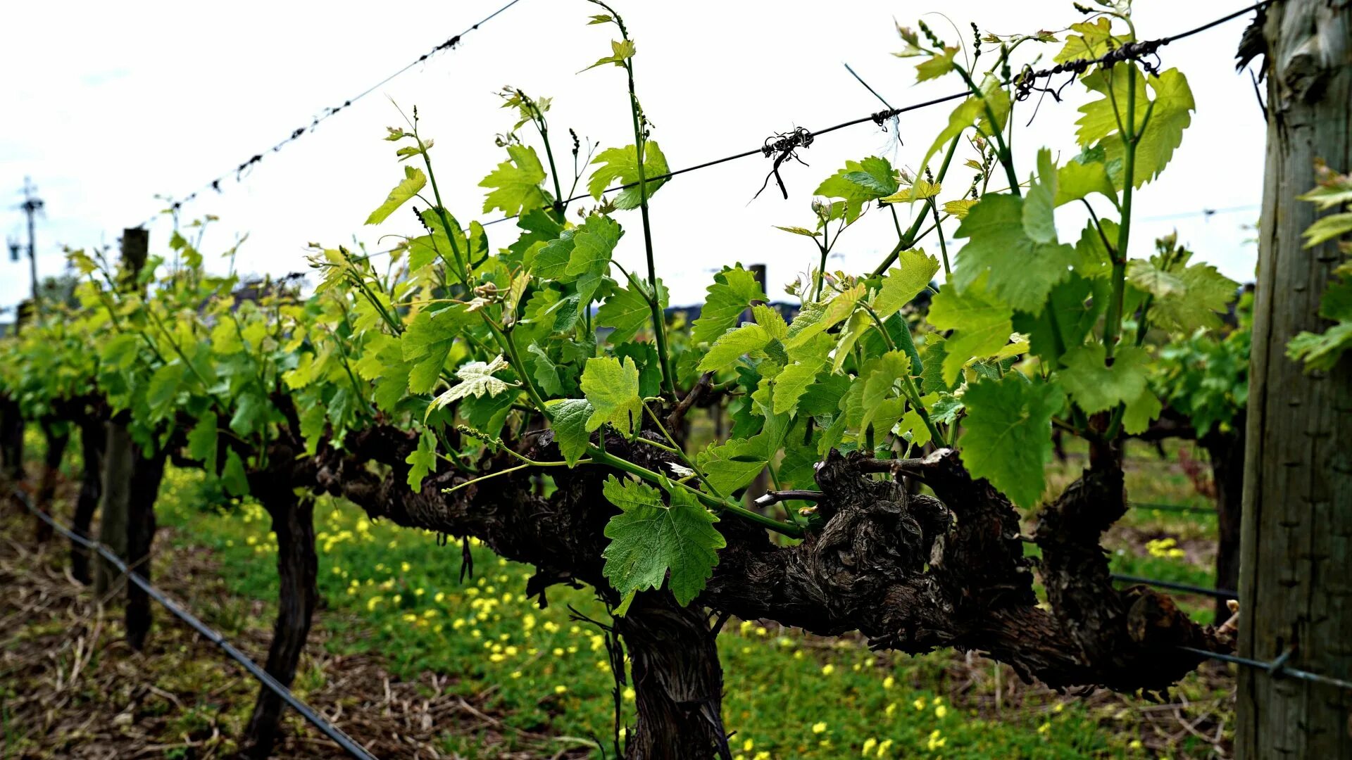 Виноград начал. Однолетняя лоза винограда. куст виноградной лозы. куст винограда мерсилон. виноград лоза куст.