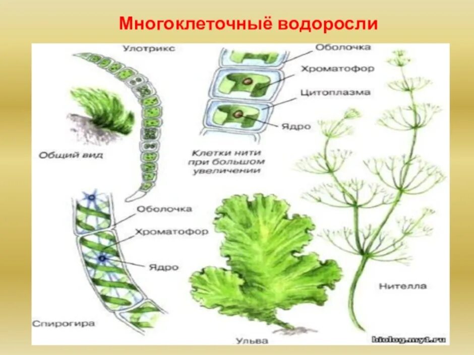 Строение многоклеточных зеленых водорослей 6 класс. Многоклеточные зеленые водоросли водоросли. Хара многоклеточная зеленая водоросль. Многоклеточные водоросли 5 класс биология.