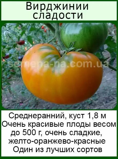Сладости вирджинии томат. Помидоры персик. Помидор конфеты вирджинии сорт. Сладость вирджинии томат описание. Томат вирджиния сладости семена.