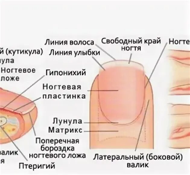 Корни ногтей находятся. Структура ногтя. Ногтевая пластина. Строение ногтевой пластины. Анатомия ногтя.