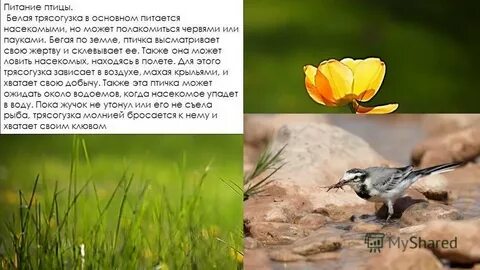 Изучение гнездового поведения белой трясогузки метод