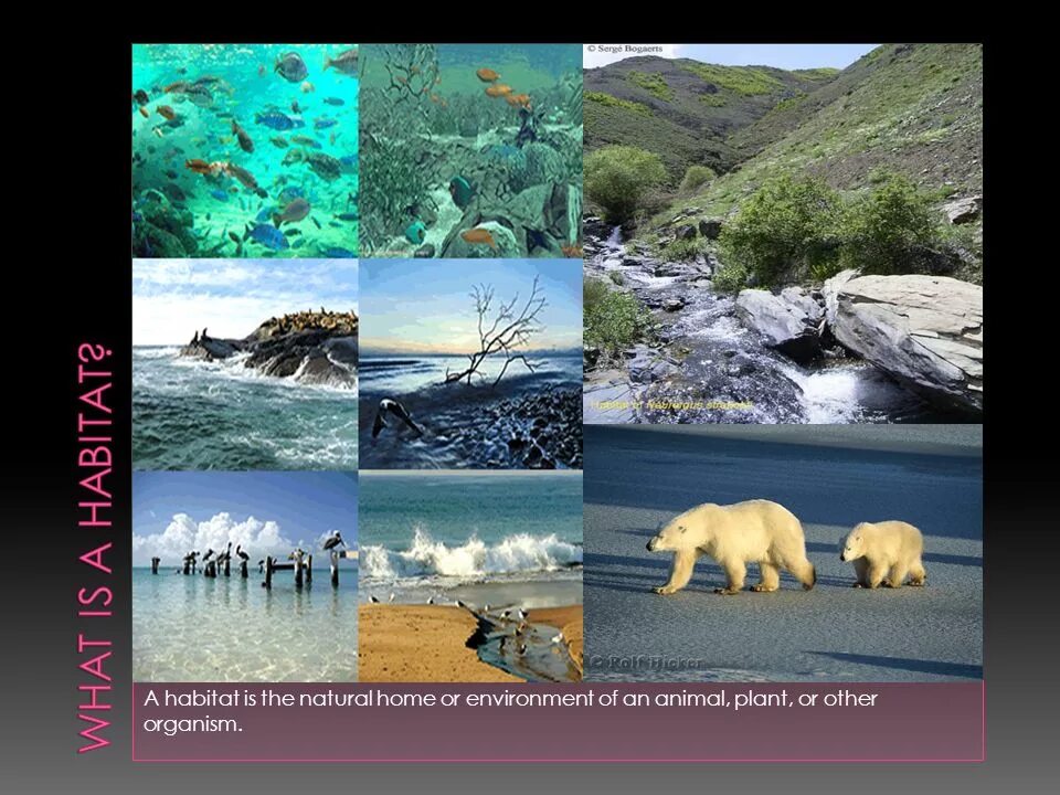 Fill in natural animal. Natural Habitat. Animal Habitats. Loss of natural Habitats. Habitat картинки.