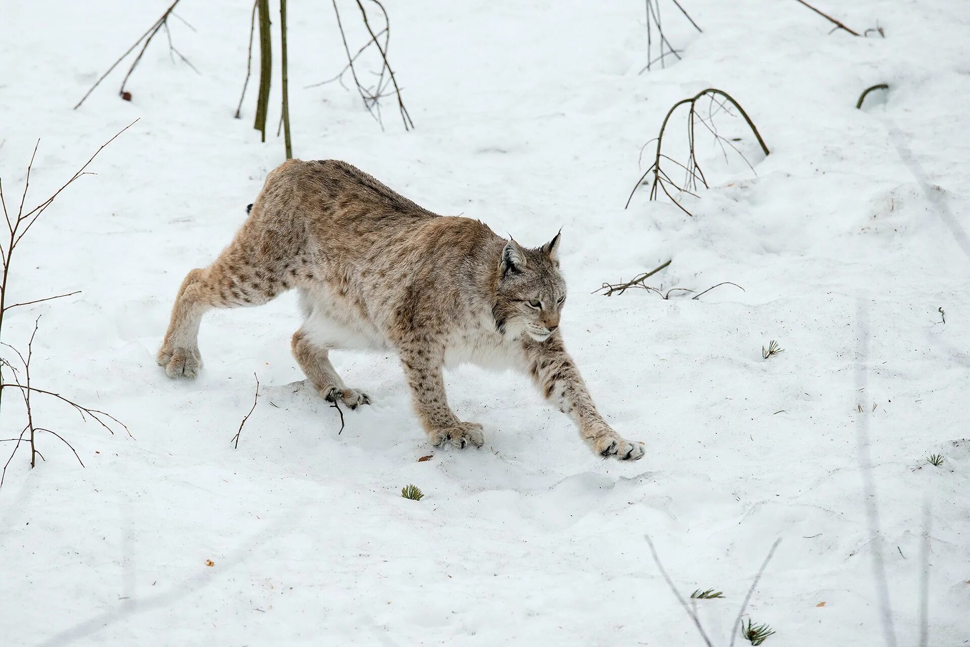 Рысь в Курганской области. Туркистон силовсини – Туркестанская Рысь – Lynx Lynx Linnaeus, 1758. Беловежская пуща Рысь.