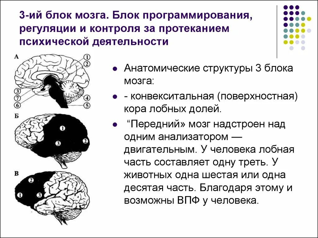 Нарушения блоков мозга. Блоки мозга нейропсихология 3 блок. 3 Функциональных блока мозга по Лурия. Строение второго блока мозга. Анатомические структуры мозга 3 блока.