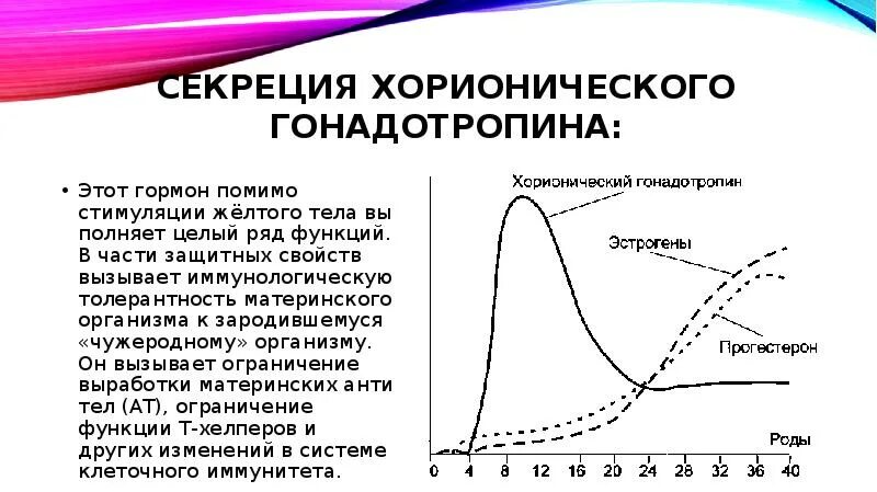 Уровень хорионического гонадотропина. Секреция гонадотропинов. Хорионический гонадотропин стимулирует секрецию. Эффекты гонадотропина хорионического. Функции хорионического гонадотропина.