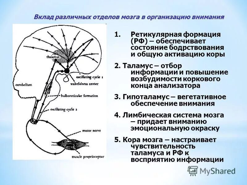 Почему зрение важнейшее формирование головного мозга. Нейронная организация ретикулярной формации. Структуры мозга участвующие в организации внимания. Психофизиология внимания схема. Мозговые механизмы внимания в психофизиологии.