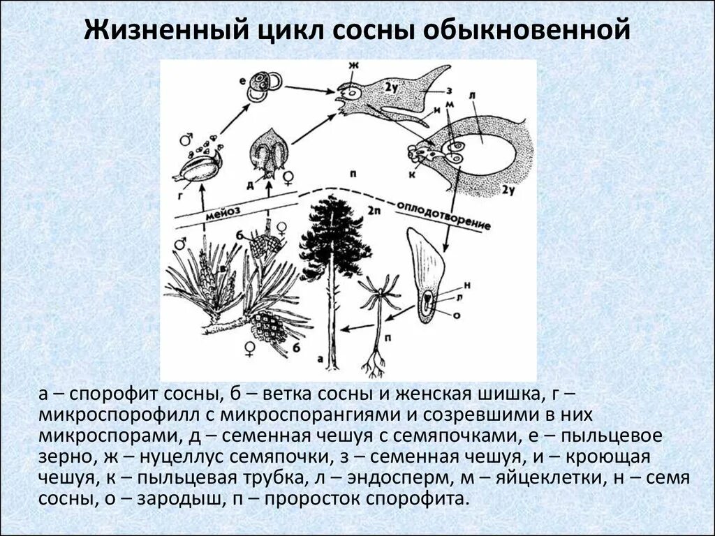 Цикл развития голосеменных схема. Цикл голосеменных схема. Жизненный цикл голосеменных сосна обыкновенная. Жизненный цикл голосеменных растений схема.