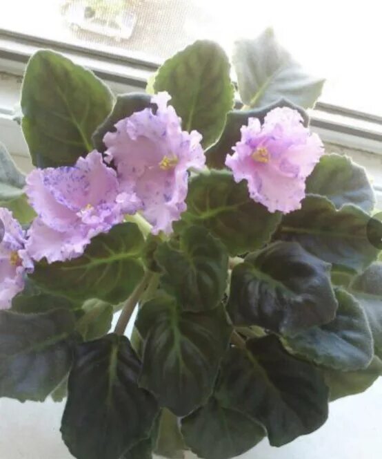 Фиалка белые ночи оs. Фиалка белые ночи. Фиалка в крапинку. Фиалка клакамус. Фиалка белая немахровая.