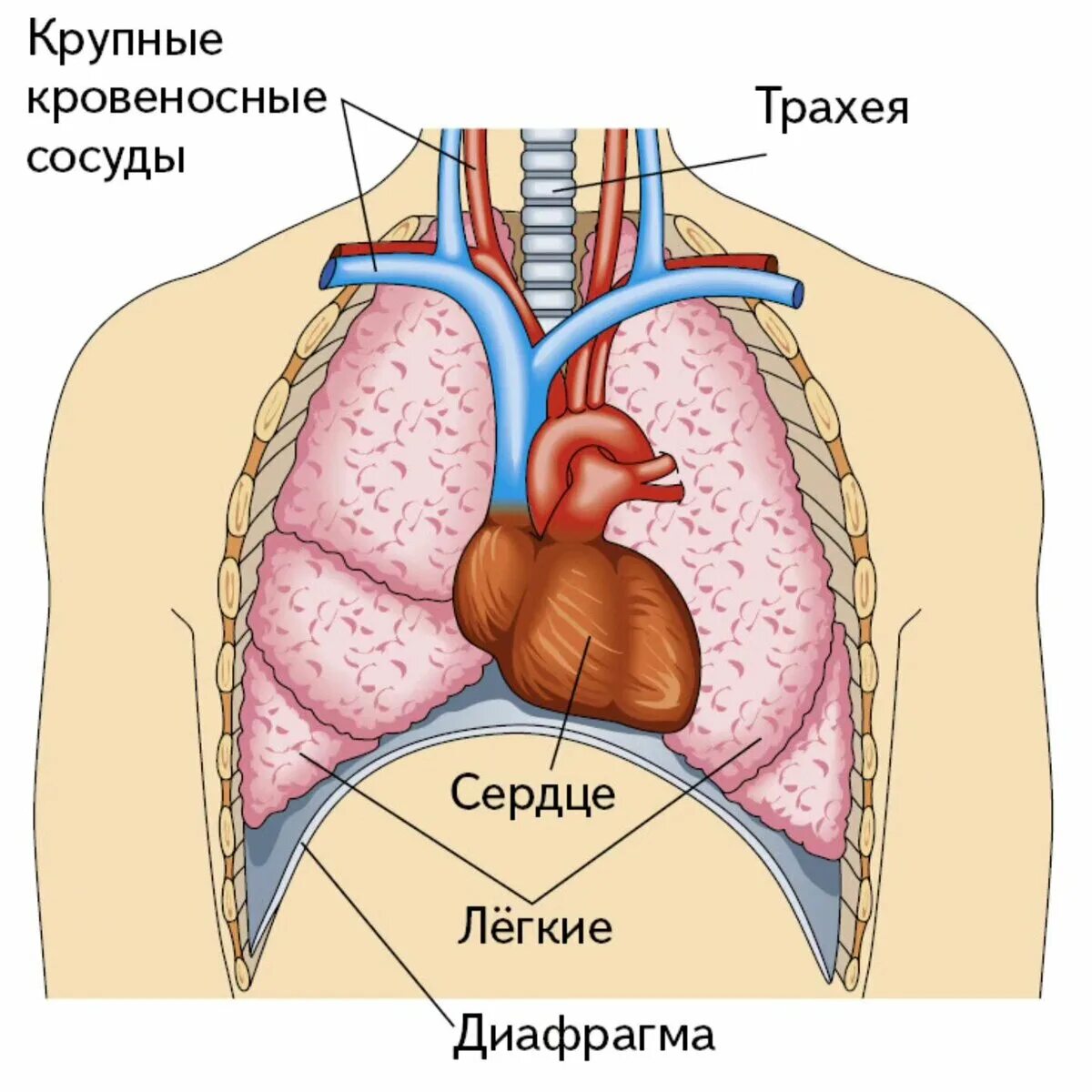Грудная полость строение анатомия. Органы грудной полостая. Расположение органов в грудной клетке человека.
