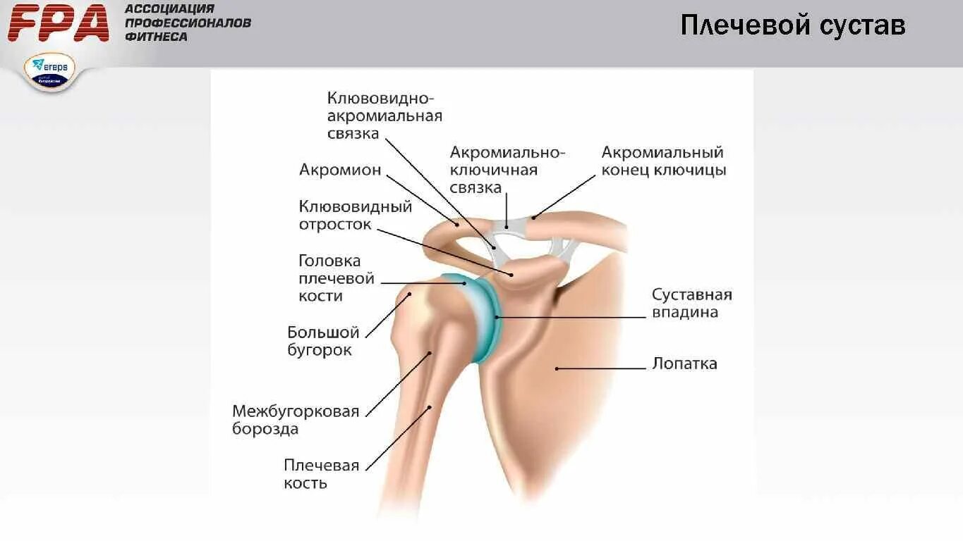 Анатомия плечевого сустава. Плечевой сустав анатомия строение. Плечевой сустав схема строения сустава. Плечелопаточный сустав анатомия человека. Анатомические структуры плечевого сустава.