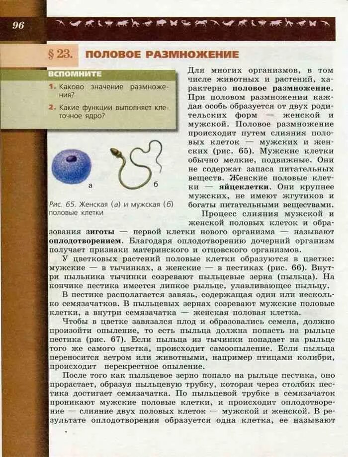 Книга биология 6 класс Пасечник 19 параграф. Биология, 5-6 класс, Пасечник в.в., Суматохин с.в., 2012.. Биология 6 класс учебник Пасечник параграф 6. Биология 6 класс учебник Пасечник параграф 5.