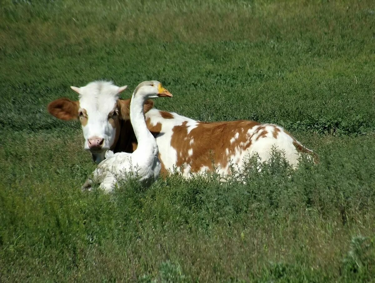 Гусь корова. Коровы в деревне. домашняя корова. корова и коза. коровы на лугу.