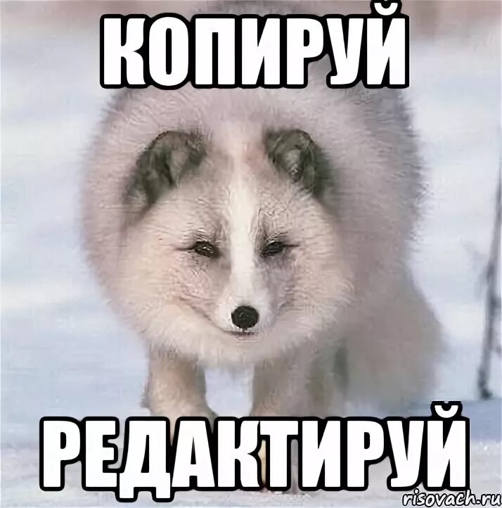 Мем собака воруй убивай Музыкальный профиль jeugen